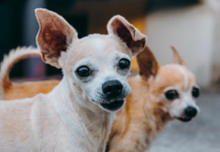 Ecco il cane più anziano del mondo